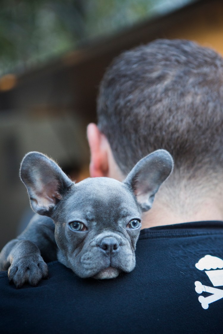 BostonTrillium (1 av 1)